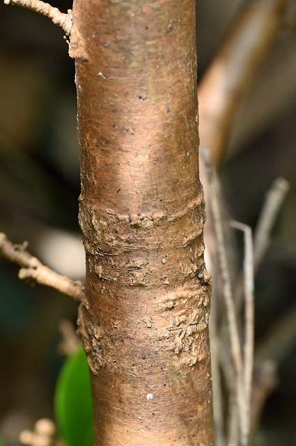 オニシバリの樹皮