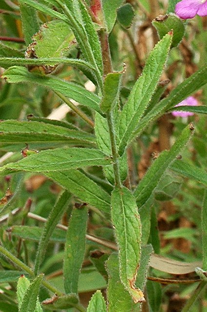 オオアカバナの茎と葉