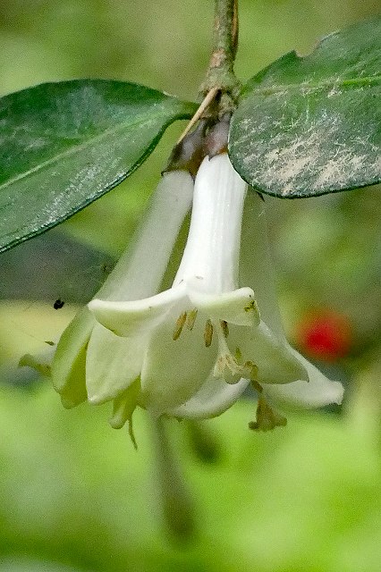オオアリドオシの花