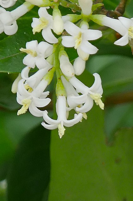 オオバイボタの花
