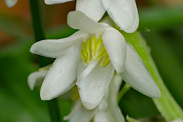 オオバジャノヒゲの花