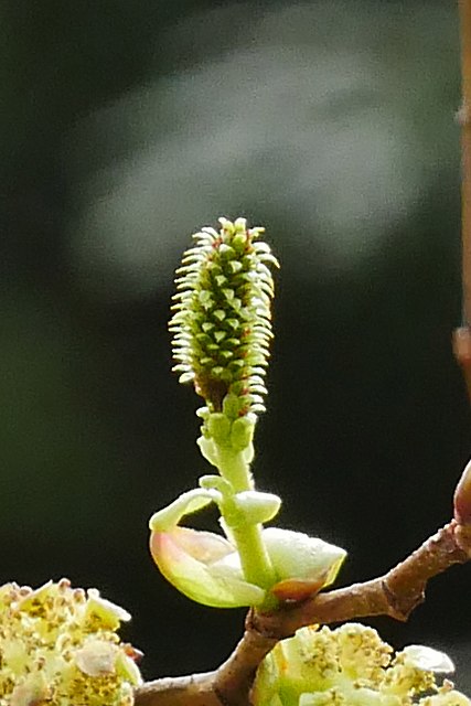 オオバヤシャブシの雌花序