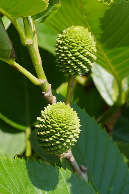 オオバヤシャブシの未熟な果穂