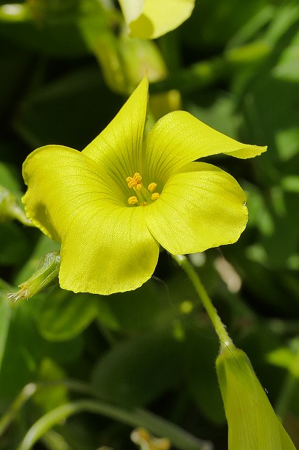 オオキバナカタバミの花