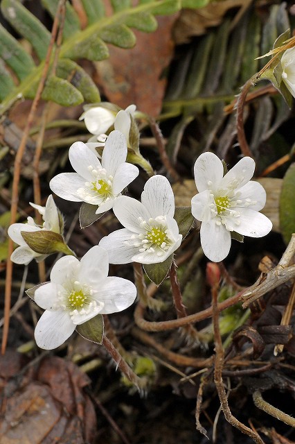 オオミスミソウの白花