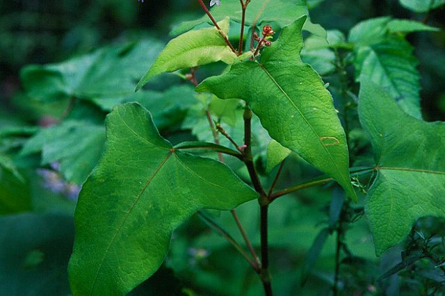 オオミゾソバの葉柄