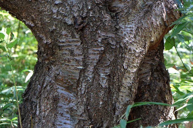 オオシマザクラの樹皮