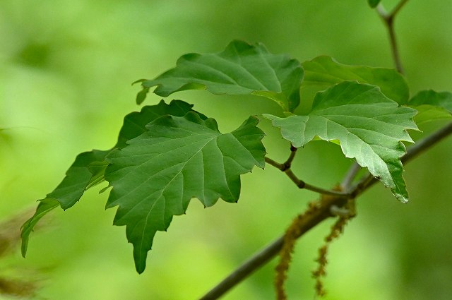 オトコヨウゾメの葉