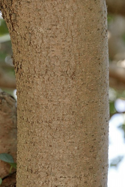 サンゴジュの樹皮