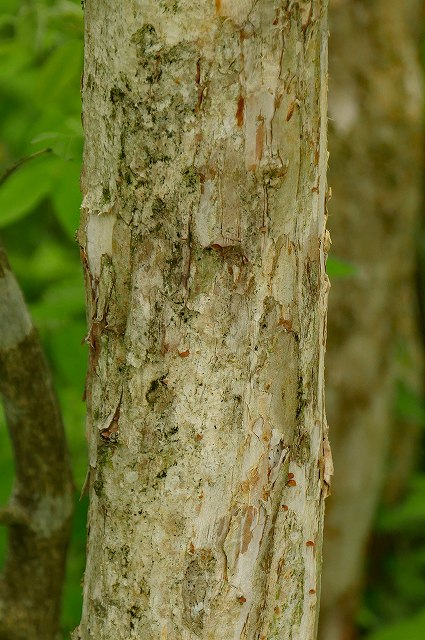 サンショウバラの樹皮