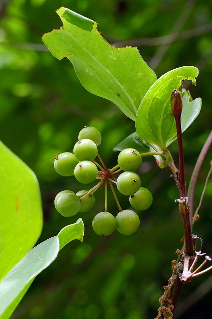 サルトリイバラの若い果実