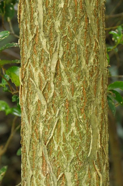 サワシバの樹皮