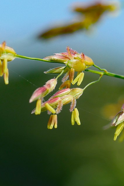 セイバンモロコシの花