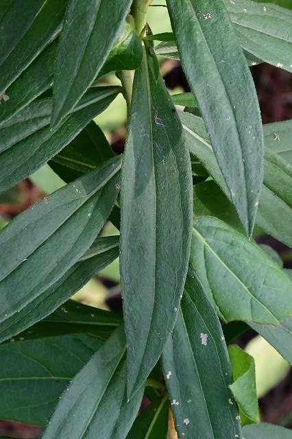 セイタカアワダチソウの葉