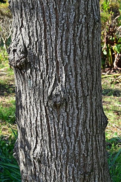 センダンの成木の樹皮