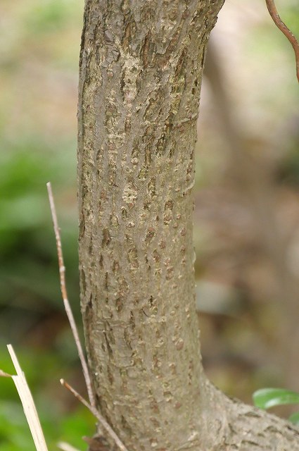 シバヤナギの樹皮