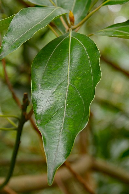 シロダモの葉の表面