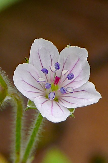シロバナゲンノショウコの花（雄性期）