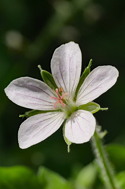 シロバナゲンノショウコの花（雌性期）