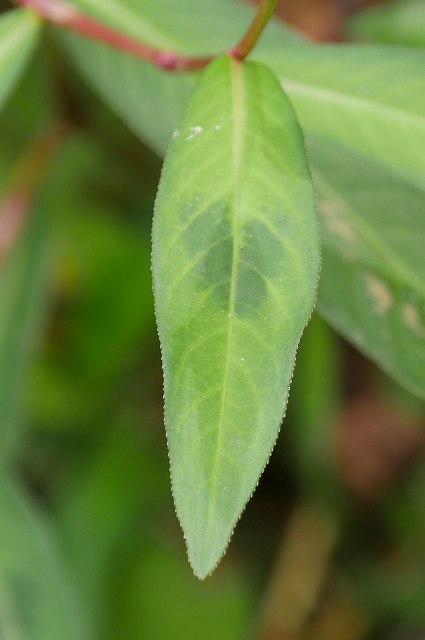 シロバナサクラタデの葉