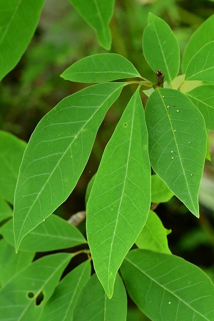 タムシバの葉