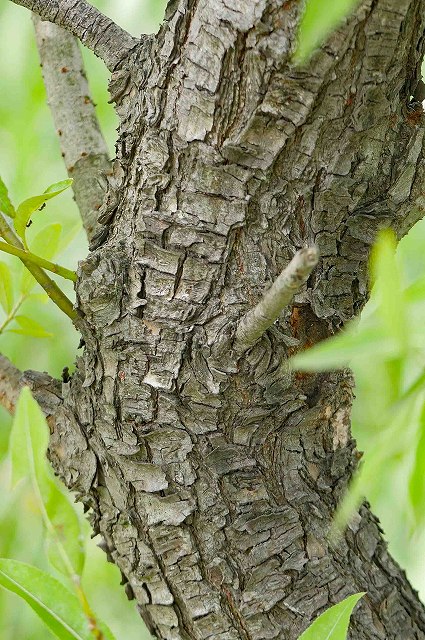 タチヤナギの樹皮