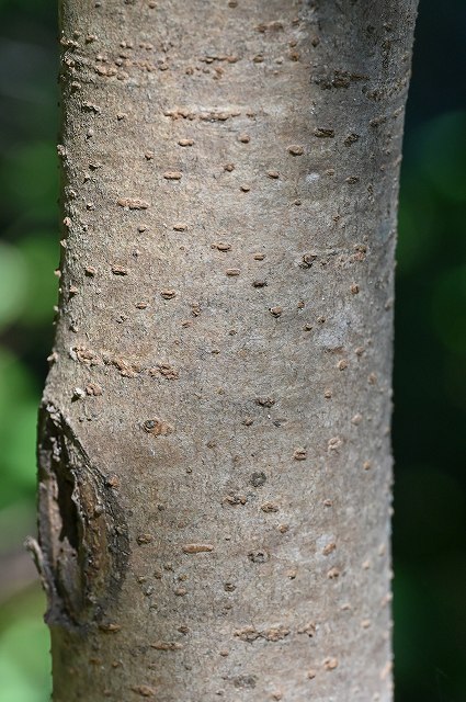 トベラの樹皮
