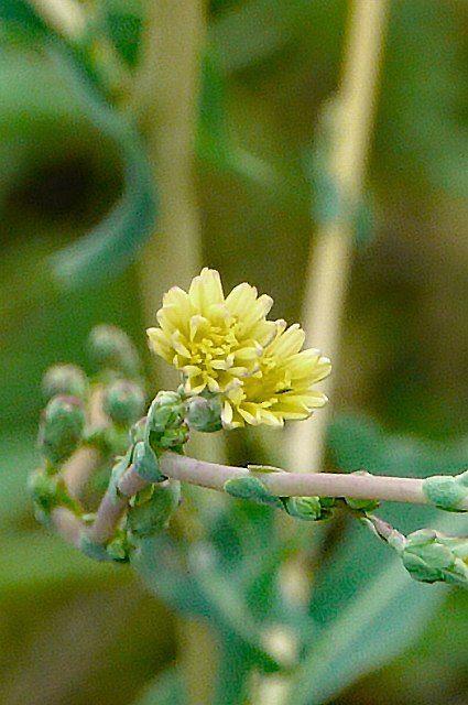 トゲチシャの花