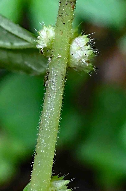 トキホコリの茎