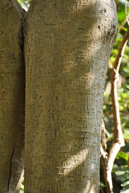 トウネズミモチの樹皮