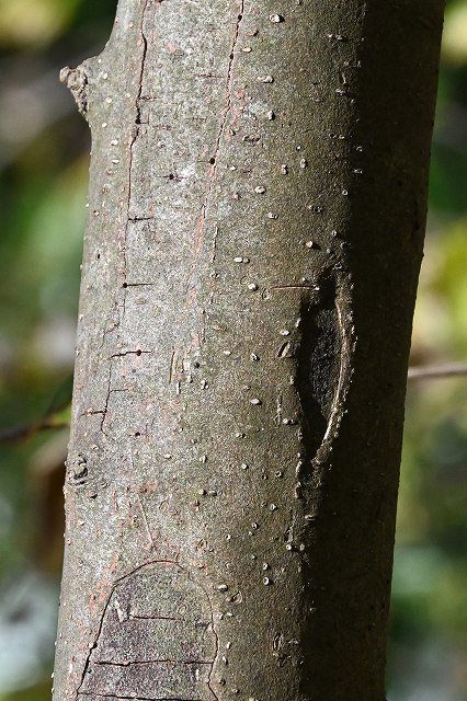 ツノハシバミの樹皮
