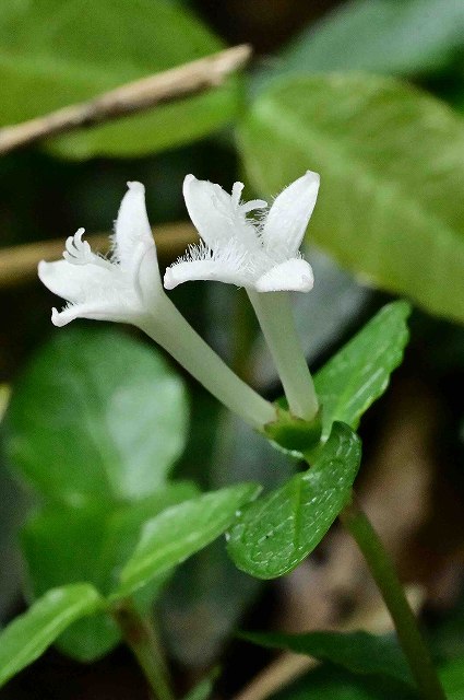ツルアリドオシの花-2