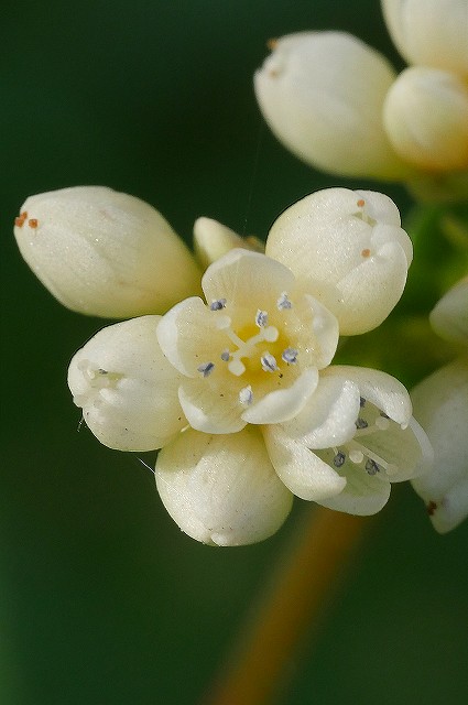 ツルソバの花