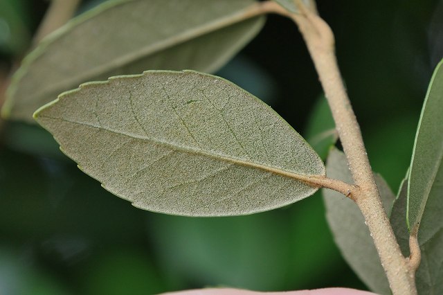 ウバメガシの葉-2
