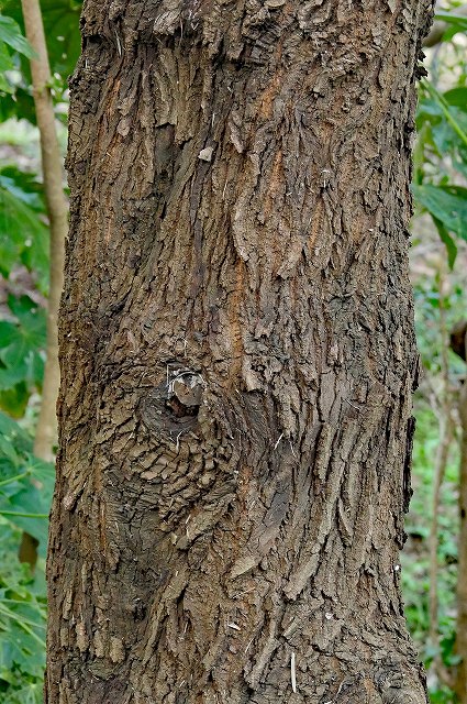 ウバメガシの樹皮
