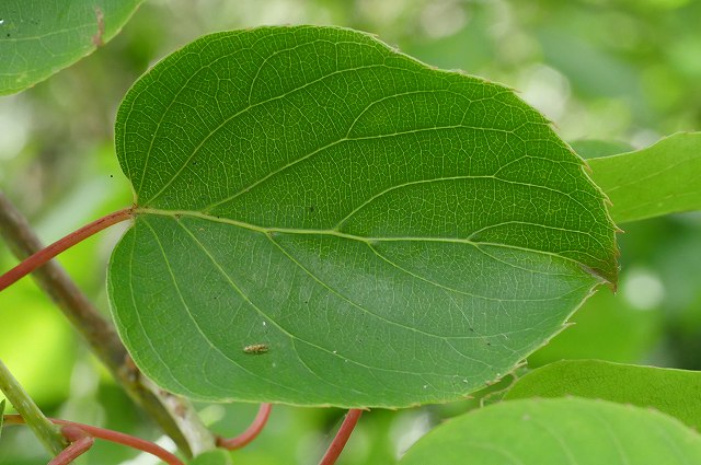 ウラジロマタタビの葉