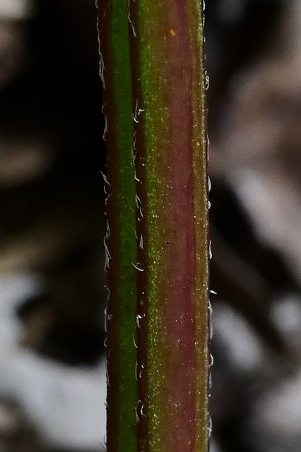 ウツボグサの茎