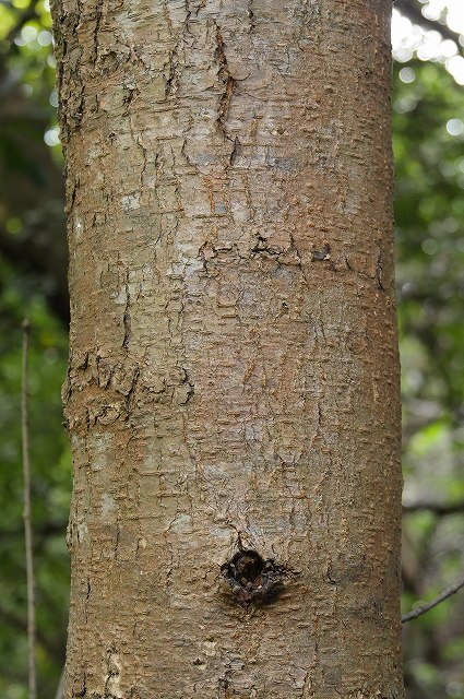 ウワミズザクラの樹皮