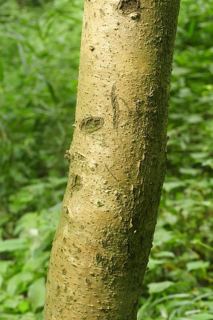 ヤブデマリの樹皮