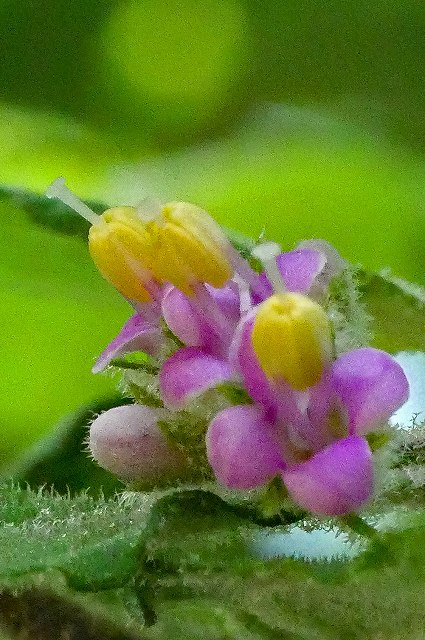 雌性期のヤブムラサキの花