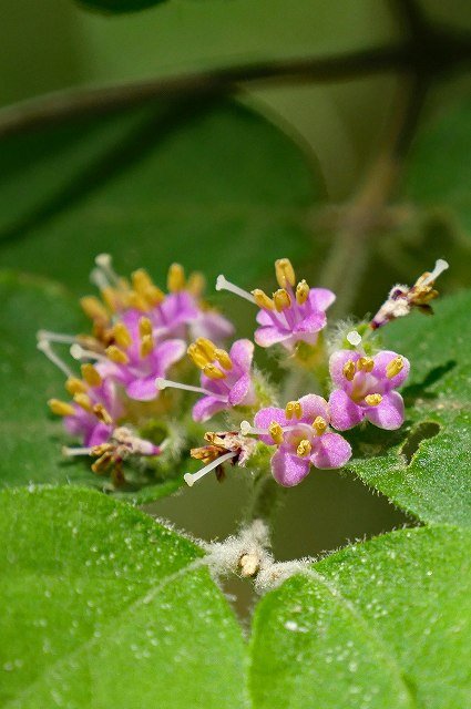 雄性期のヤブムラサキの花