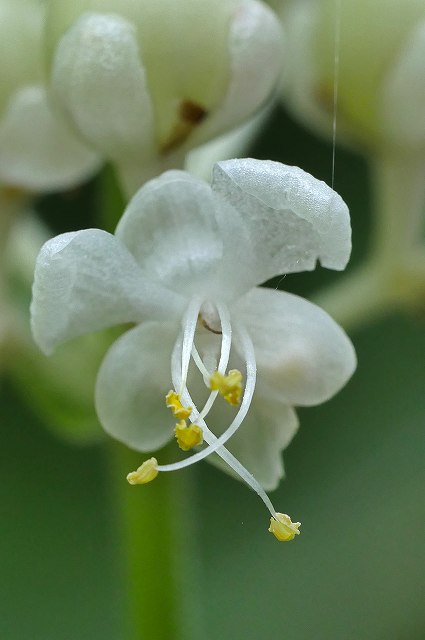 ヤブミョウガの雄性花