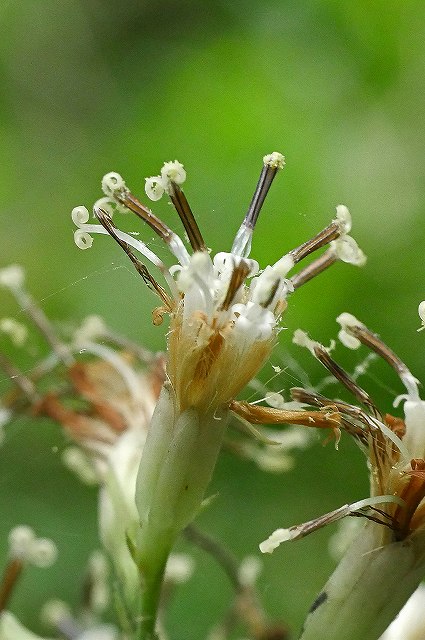 ヤブレガサの頭花