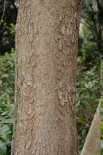 ヤマグワの樹皮