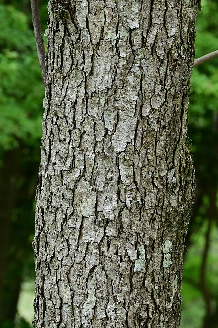 ヤマハゼの樹皮