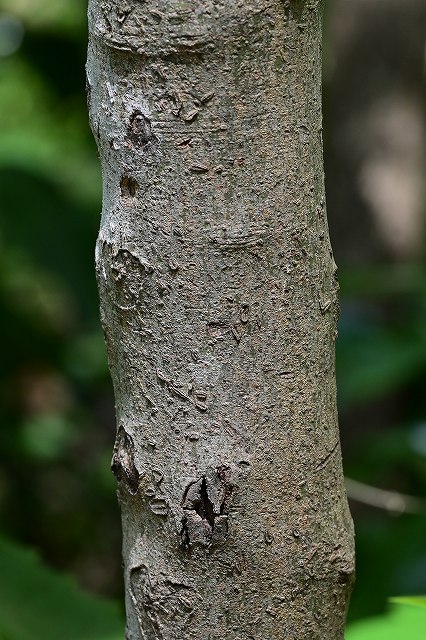 ヤマコウバシの樹皮
